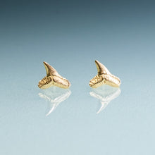 Load image into Gallery viewer, mini clavert cliffs MD fossil shark teeth stud earrings in 14k yellow gold by hkm jewelry
