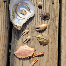 Load image into Gallery viewer, collected specimens from sedge island natural research and education center NJ