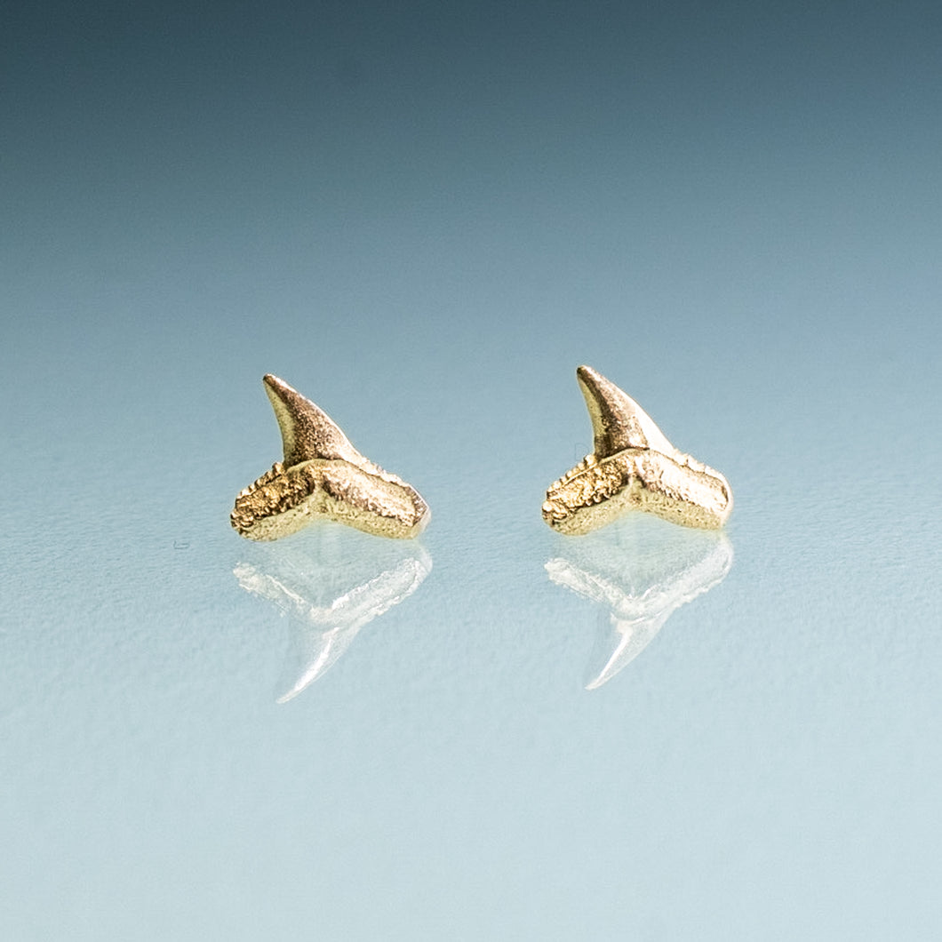 14k Gold Fossil Shark Tooth Studs Mini Sharks Teeth Stud