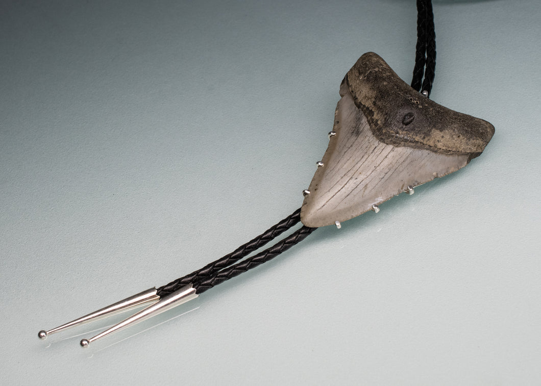 large megalodon shark tooth fossil bolo tie on leather with blue background
