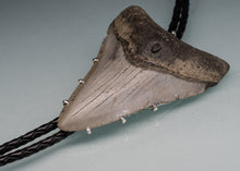 Load image into Gallery viewer, close up of megalodon tooth bolo tie on blue background

