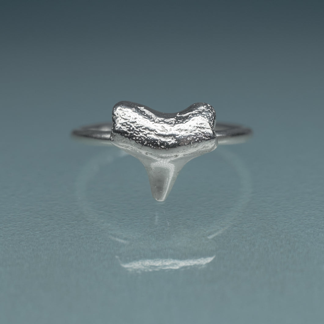 cast silver small shark tooth ring on blue gradient background