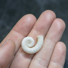 Load image into Gallery viewer, Ram&#39;s Horn Squid Shell Necklace - Silver Spirula Seashell Necklace
